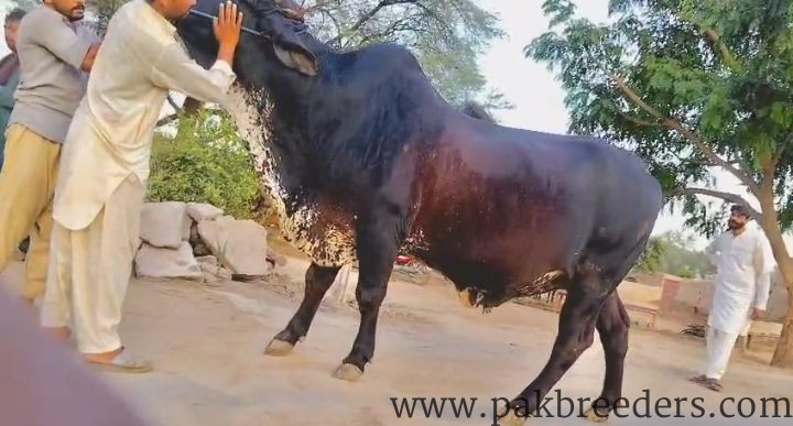 Pure Girolendo Bull