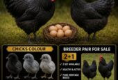 Australorp Heritage/Breeder/ Chikes & Fertail Eggs