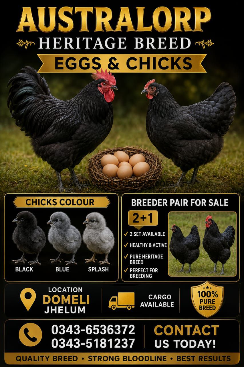 Australorp Heritage/Breeder/ Chikes & Fertail Eggs