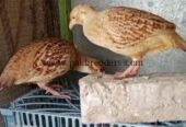Iranii breeder pair for sale