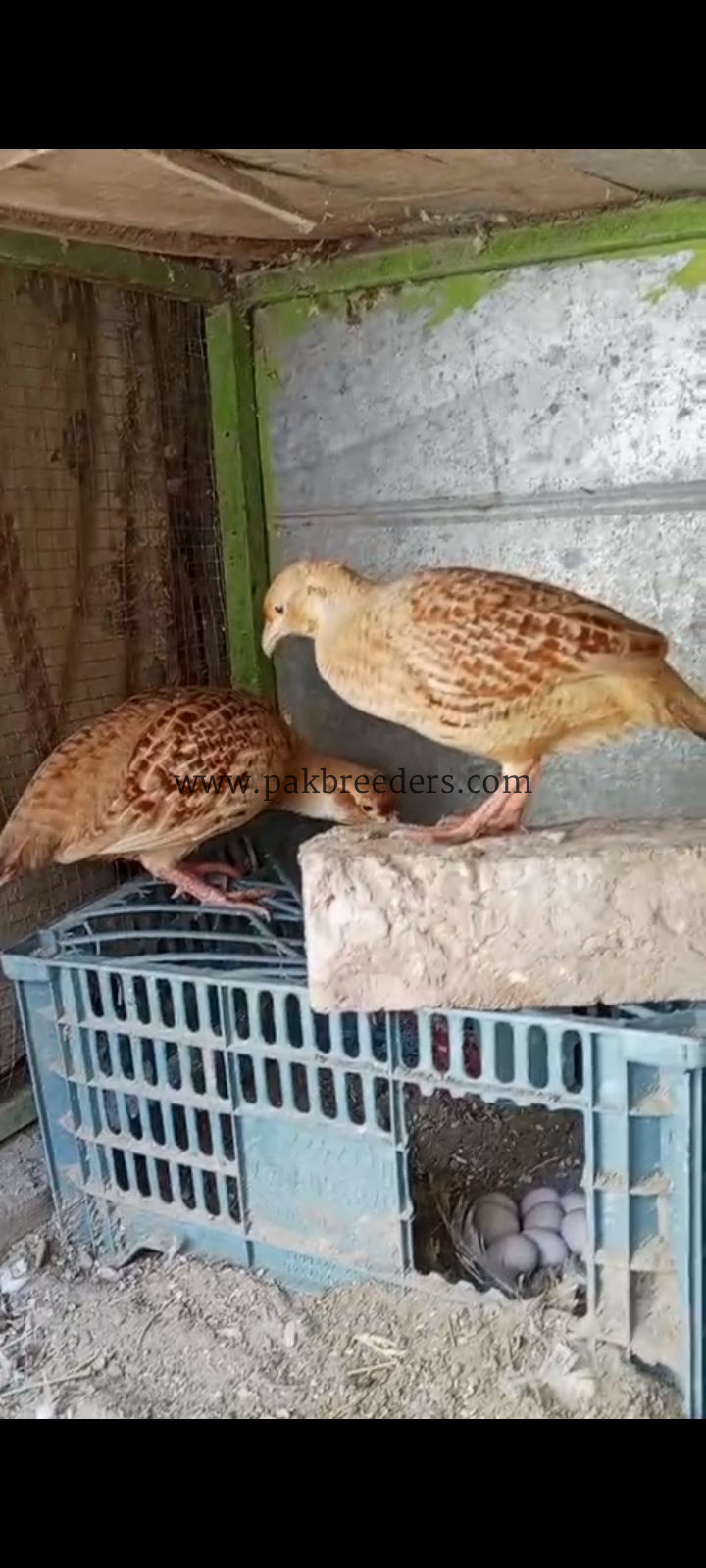 Iranii breeder pair for sale