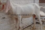 White rajanpuri bakri
