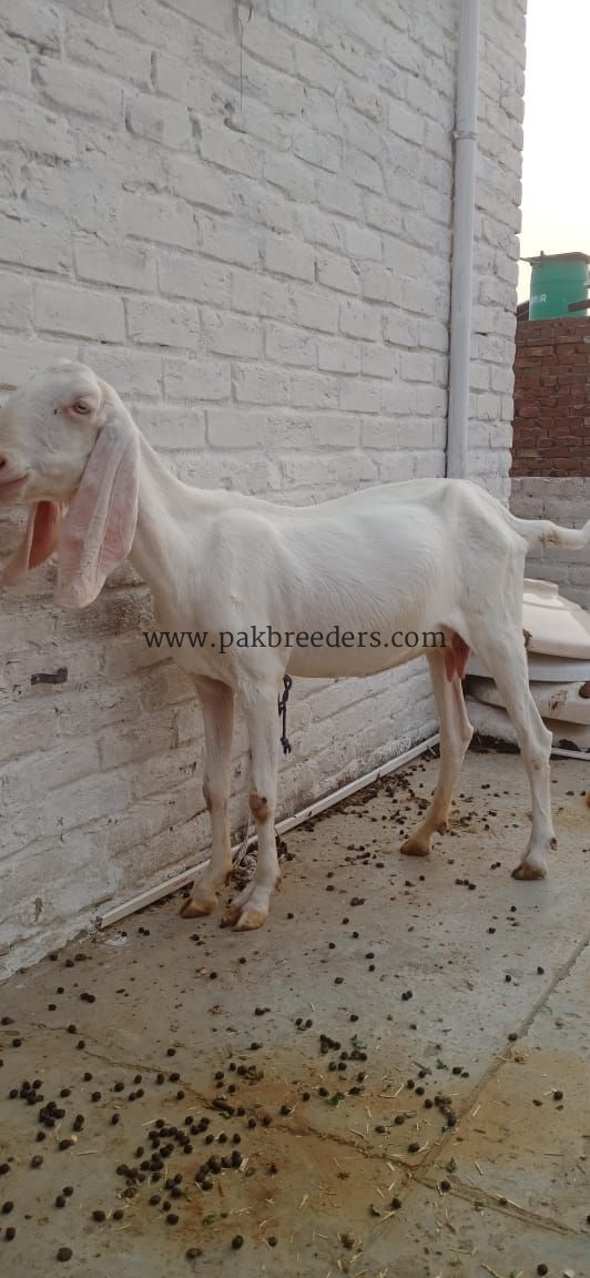 White rajanpuri bakri