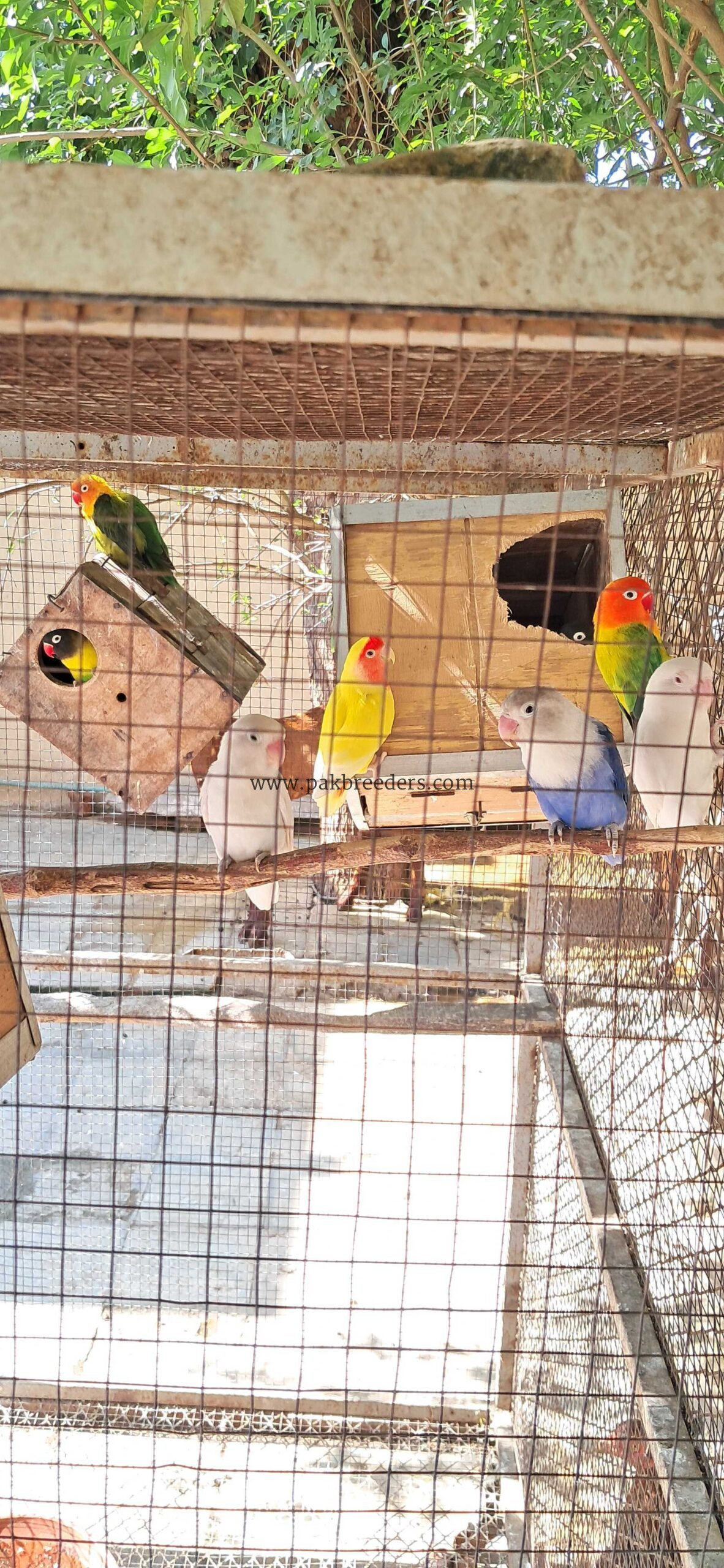 12 Love birds breeder pairs 1000 per peace