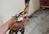 Pokoya fighter aseel bloodline