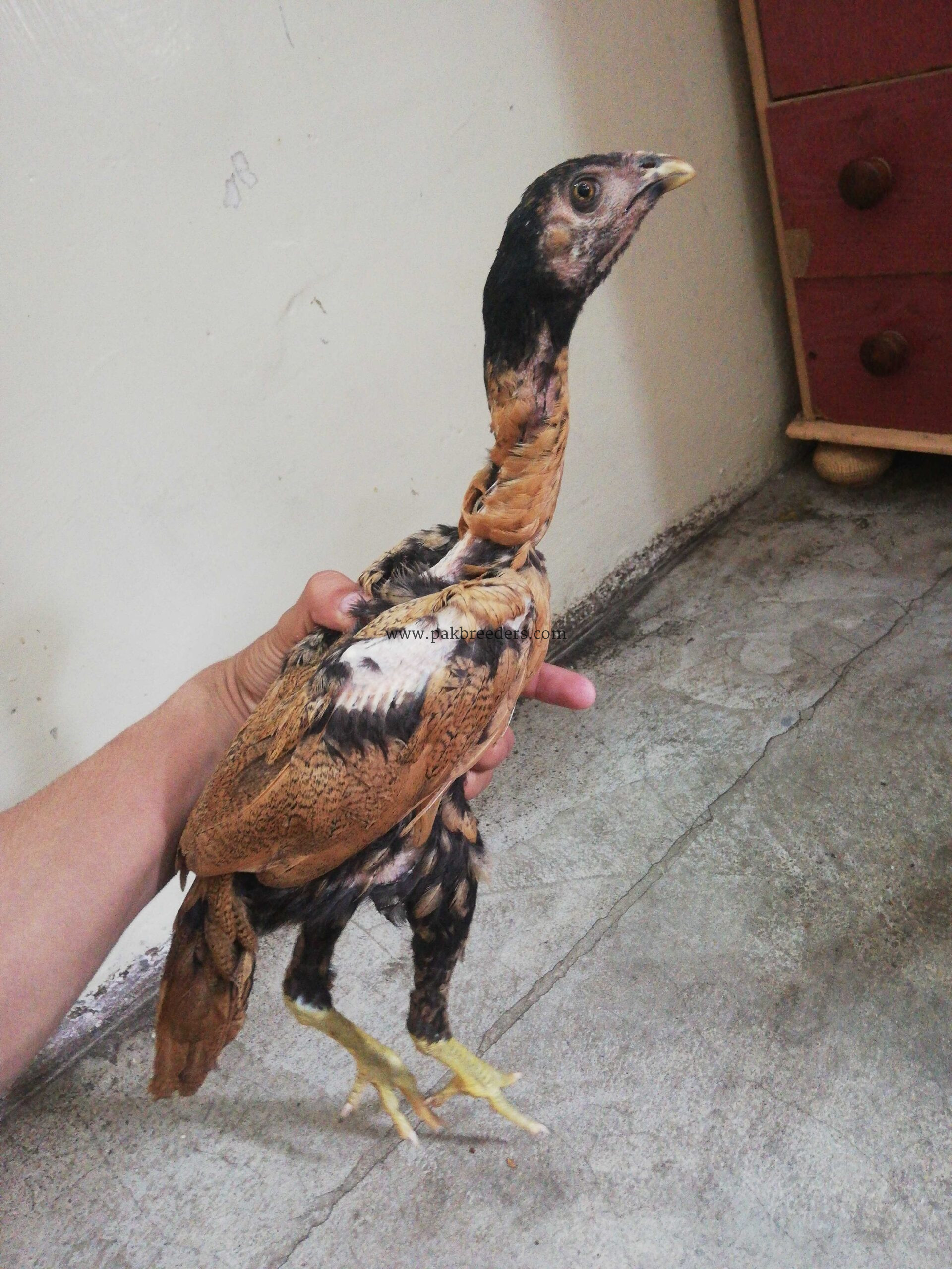 Pokoya fighter aseel bloodline