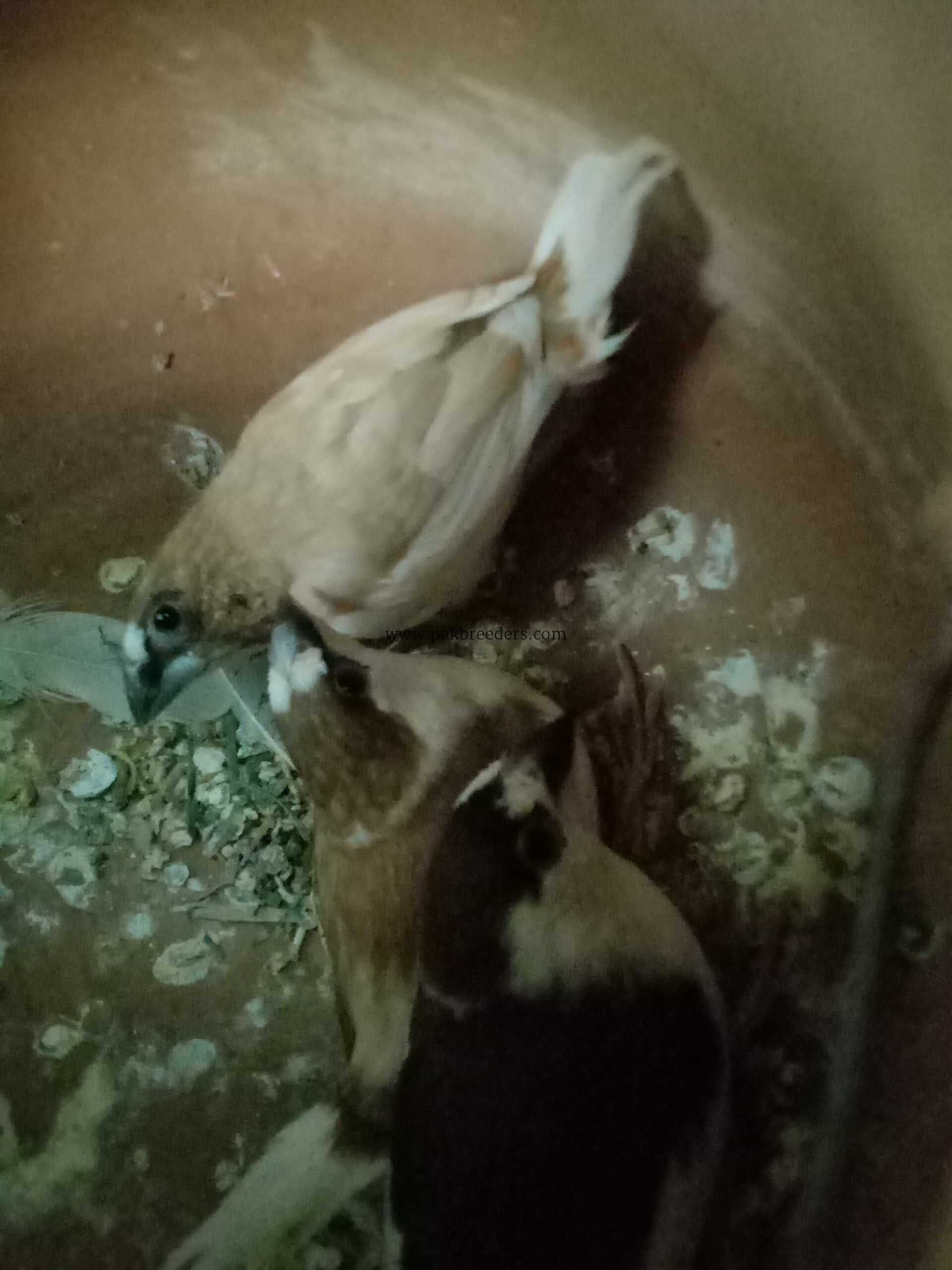 Bangalize finches for sale