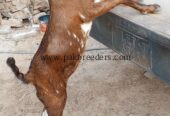 Nagra path bakri for sale