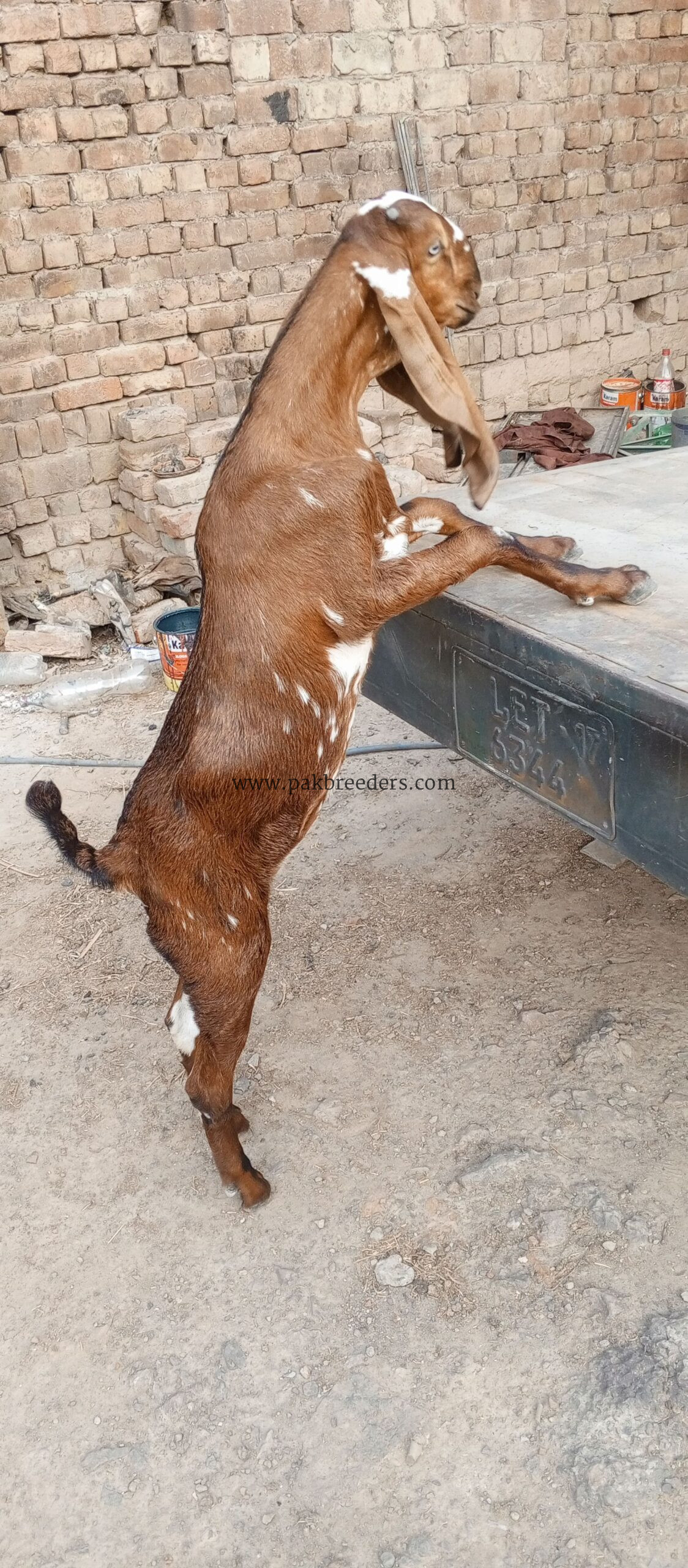 Nagra path bakri for sale