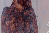 Aseel hen for sale