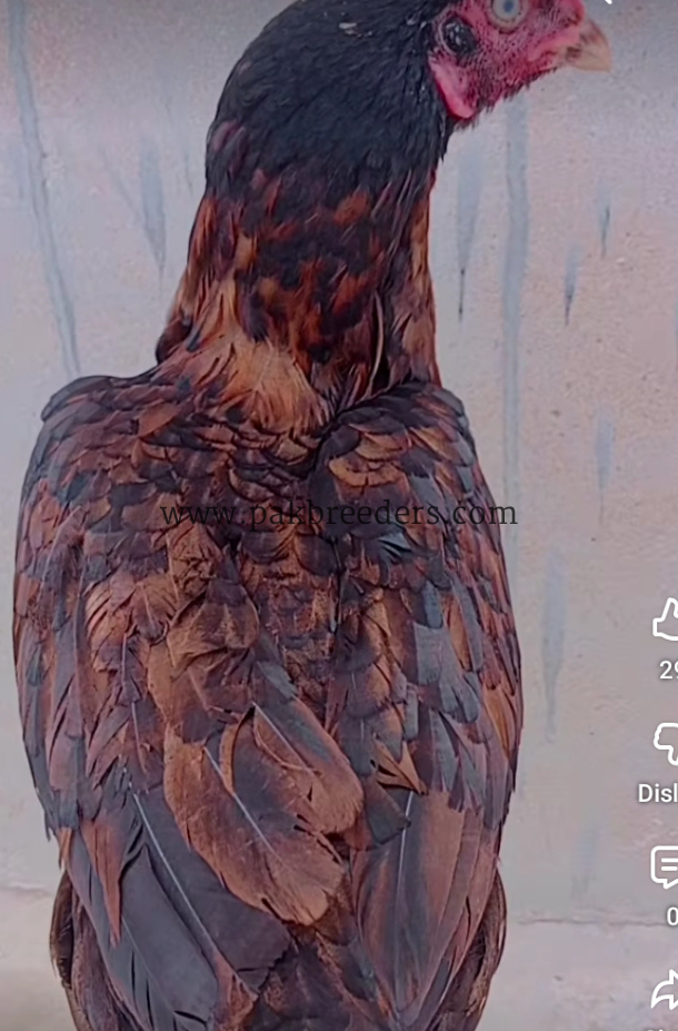 Aseel hen for sale