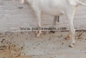 White rajanpuri bakri