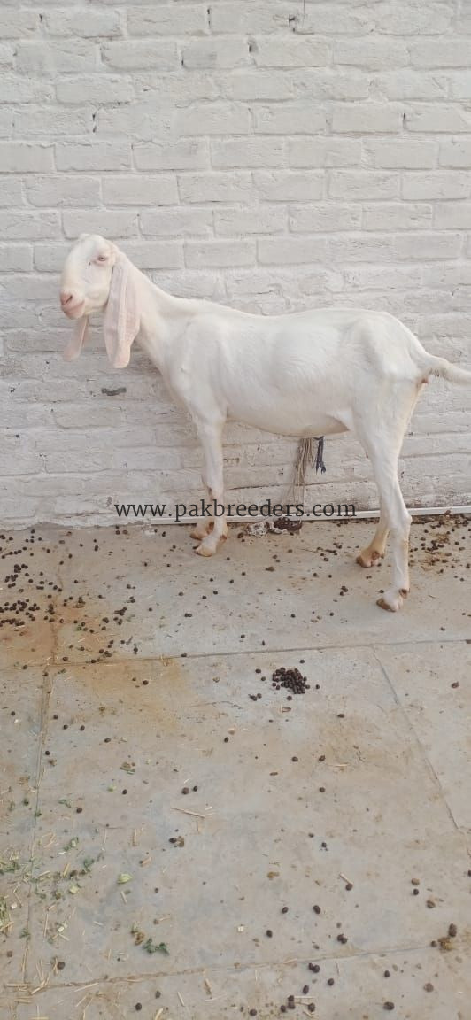 White rajanpuri bakri