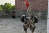 aseel pure Pakistan home breed