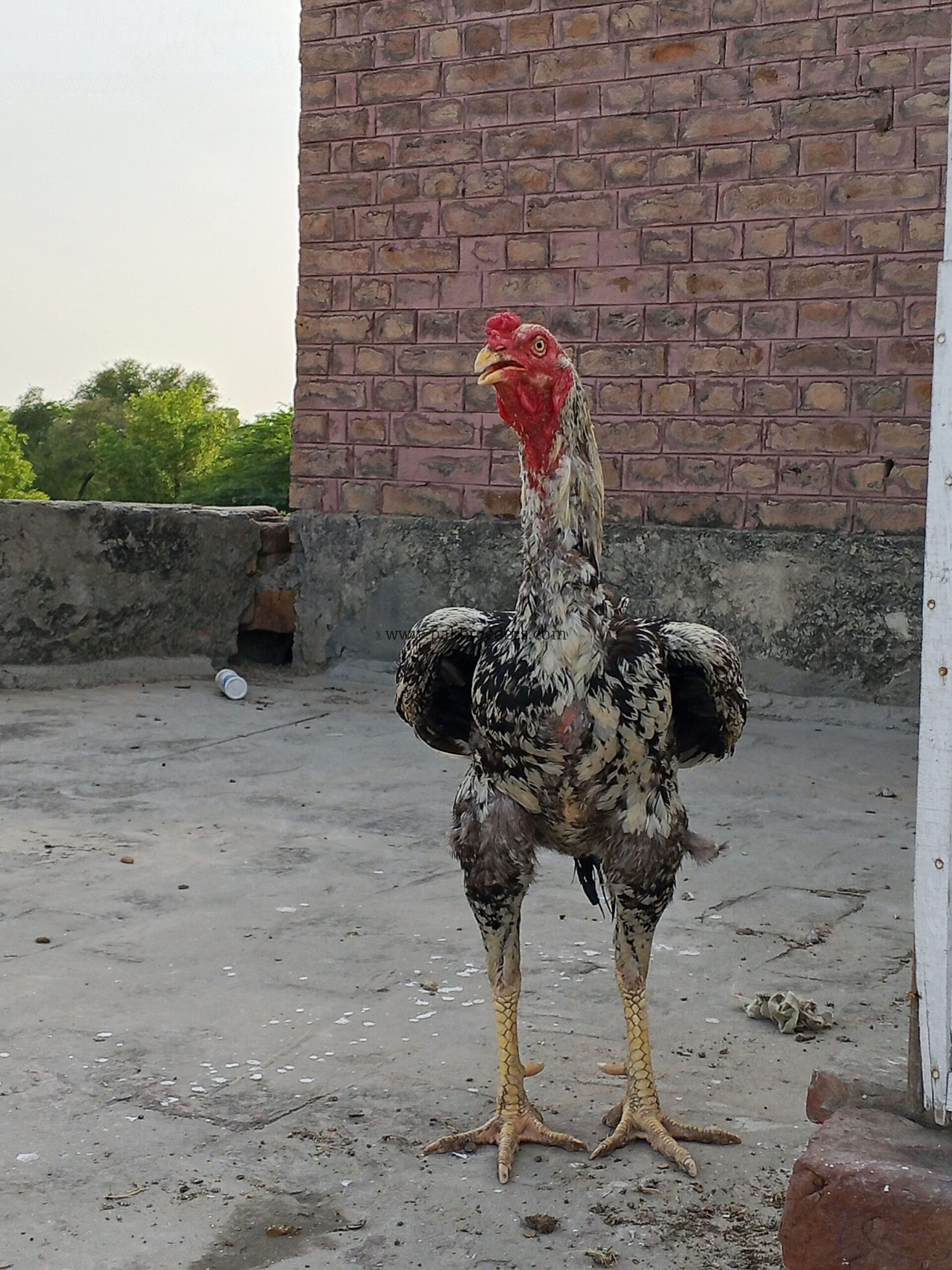 aseel pure Pakistan home breed