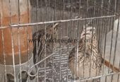 Quail/Batair and chicks for sell