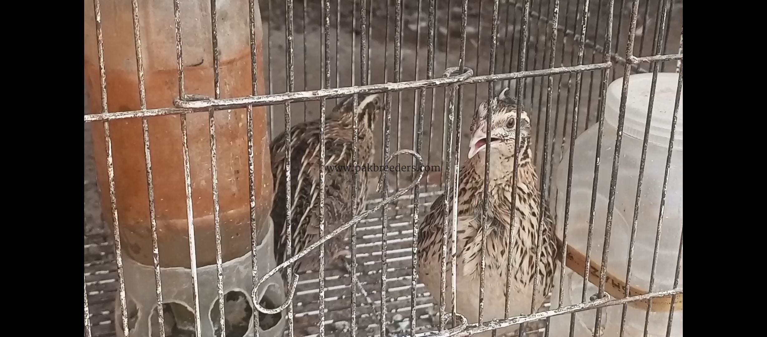 Quail/Batair and chicks for sell