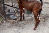 Nagra goat for sale in lahore