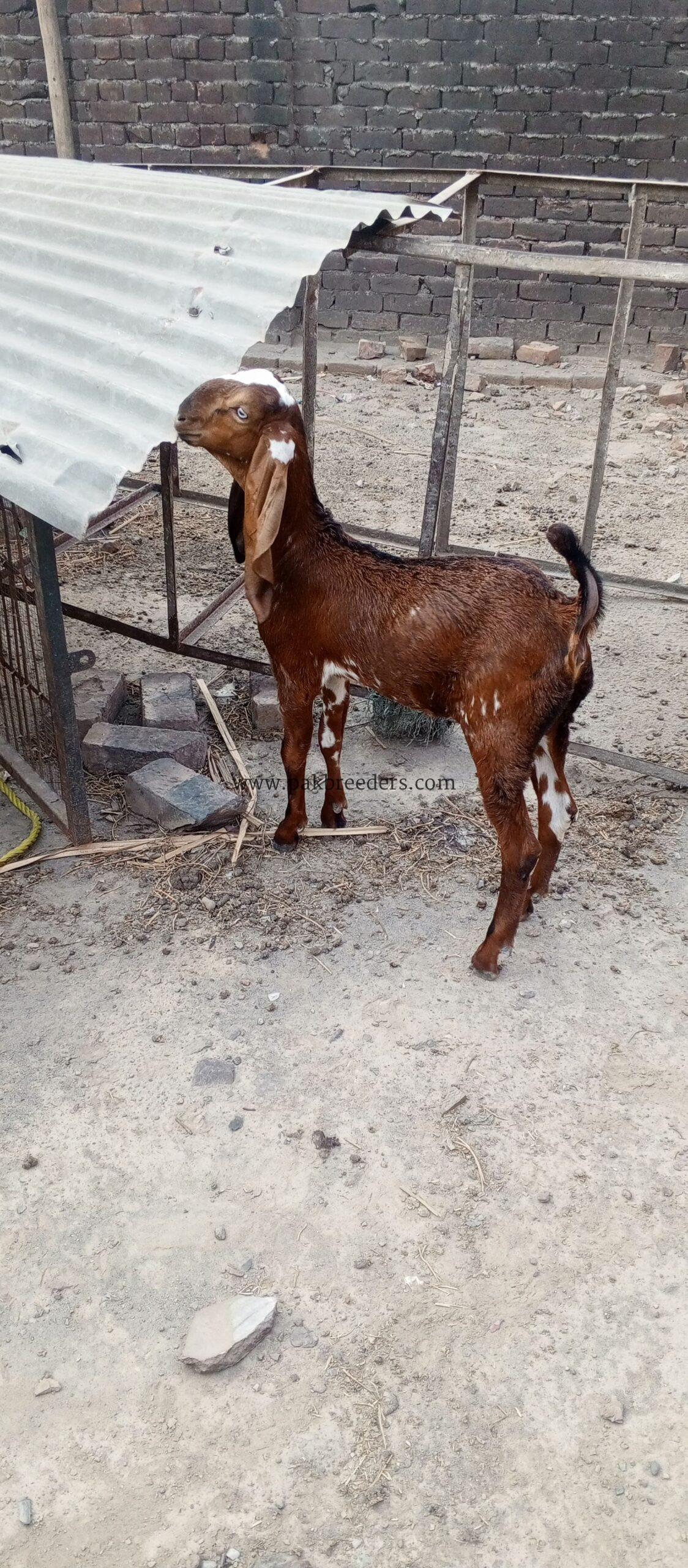 Nagra goat for sale in lahore