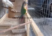 Pineapple kannur beautiful parrot