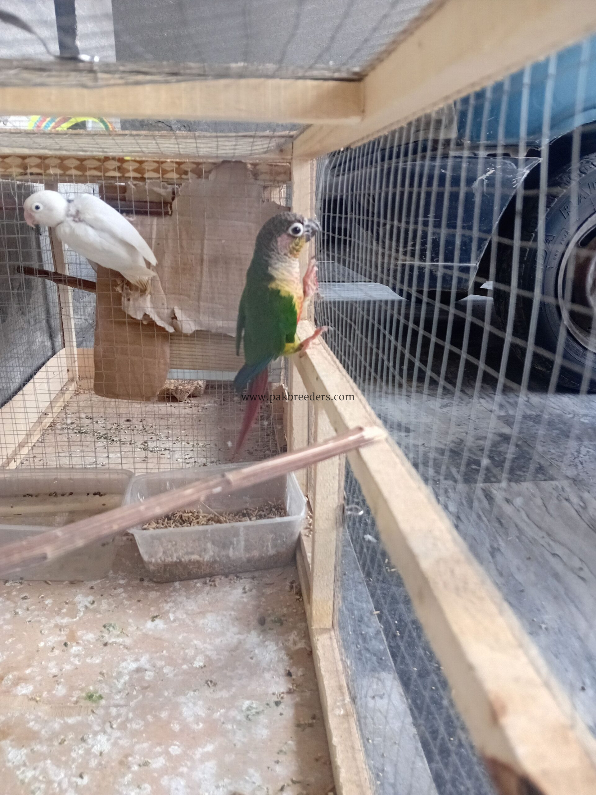 Pineapple kannur beautiful parrot