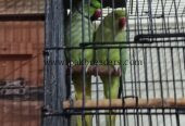 Breeder Ringneck Pair