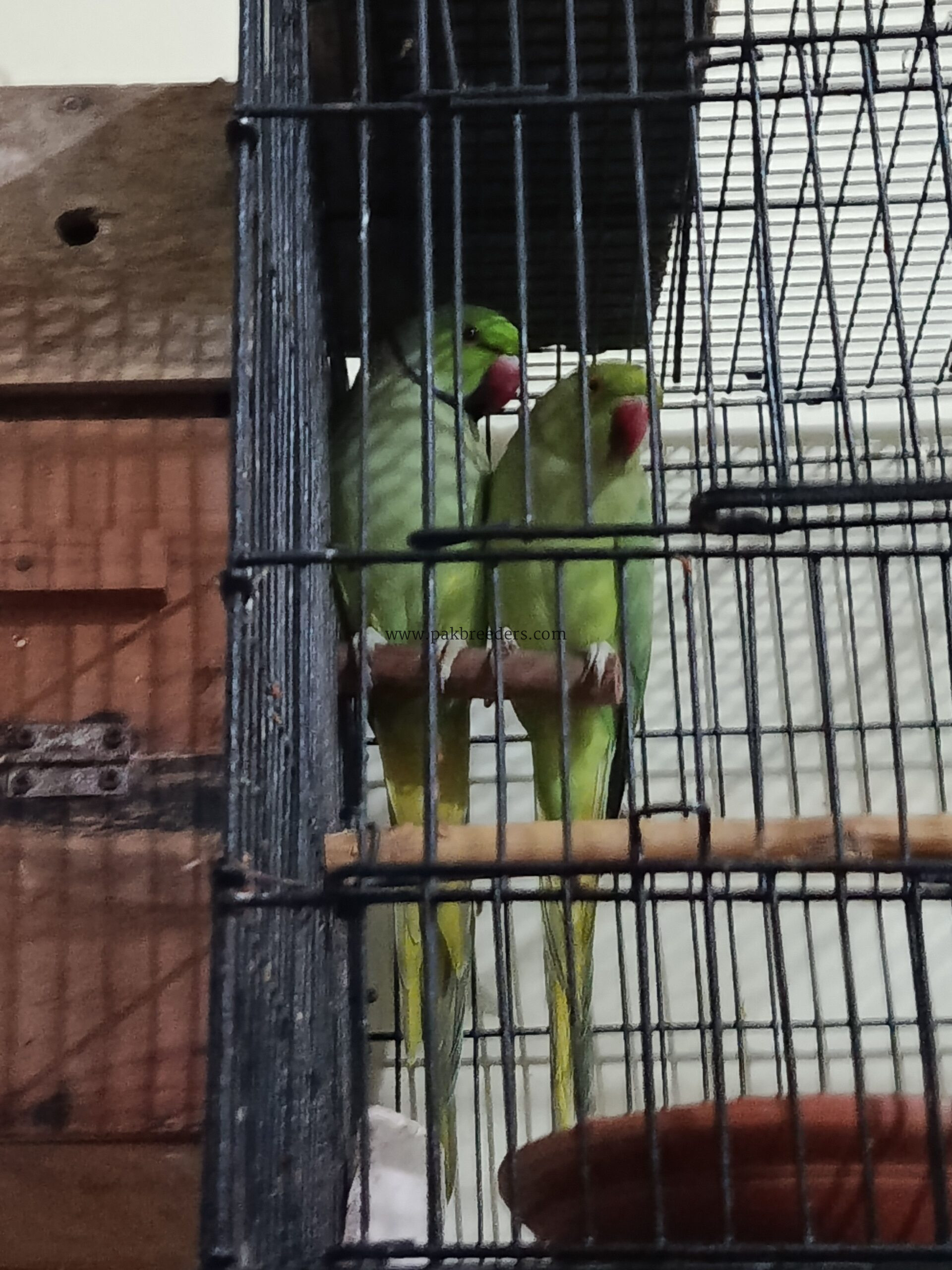 Breeder Ringneck Pair