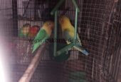 Love bird breeder