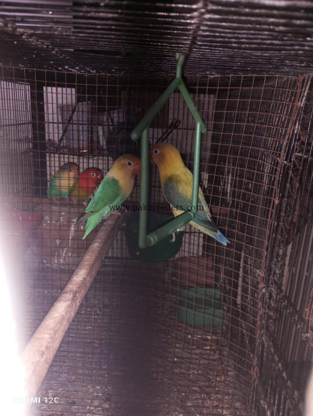 Love bird breeder