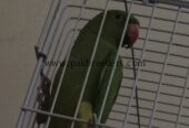 Ringneck parrot breeder pair