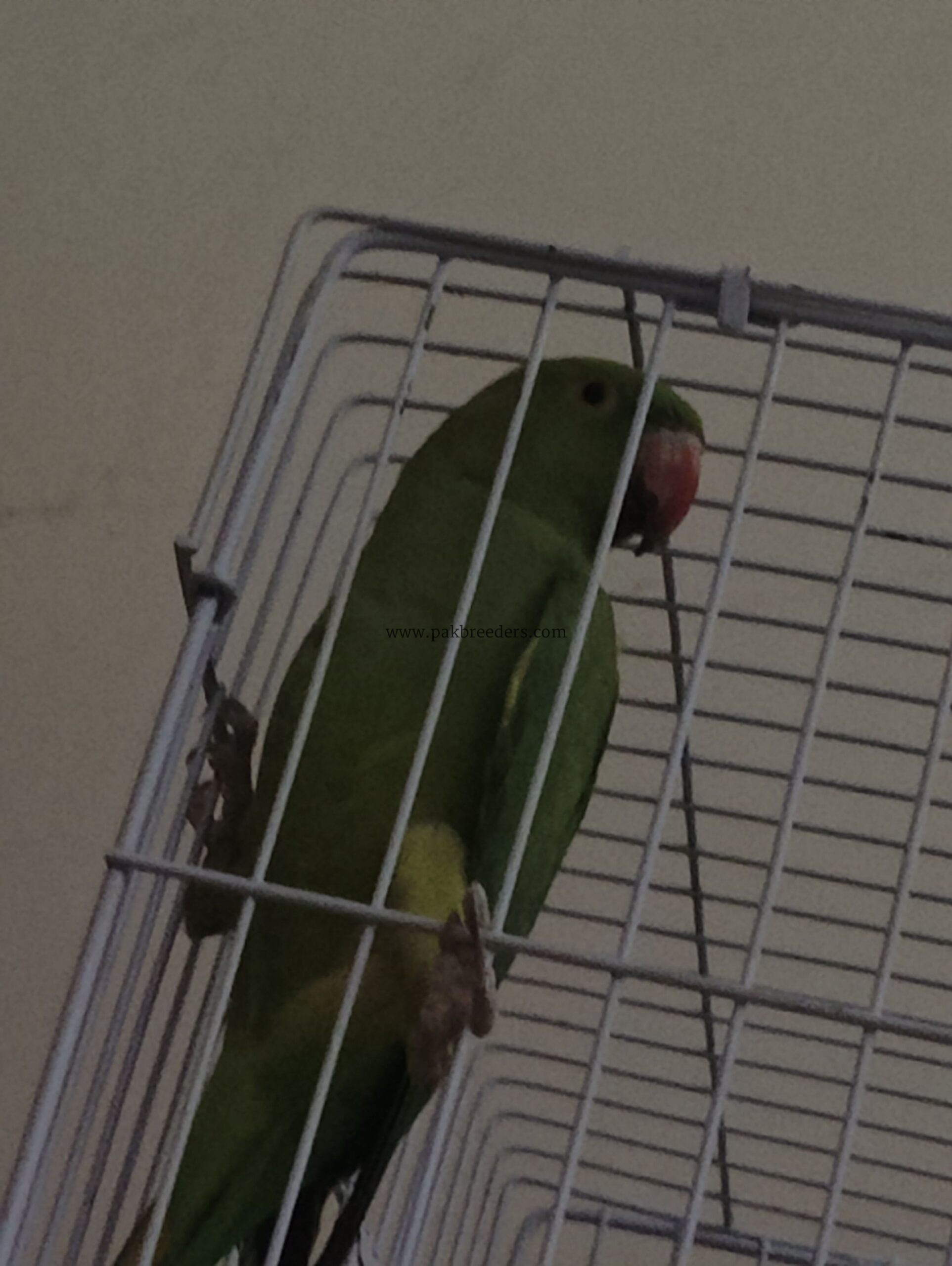 Ringneck parrot breeder pair