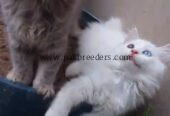Beautiful cats cute Healthy And Active