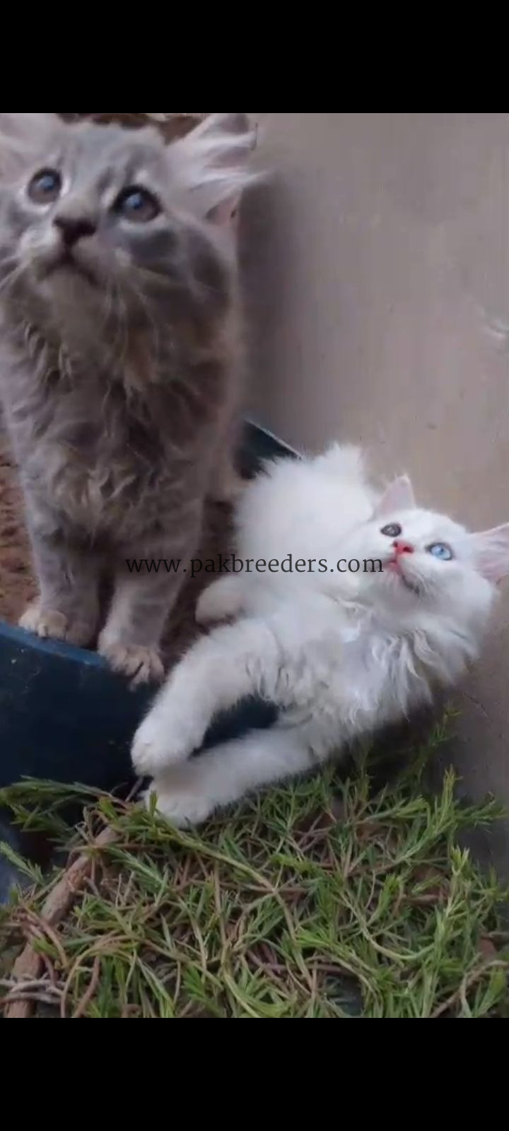 Beautiful cats cute Healthy And Active