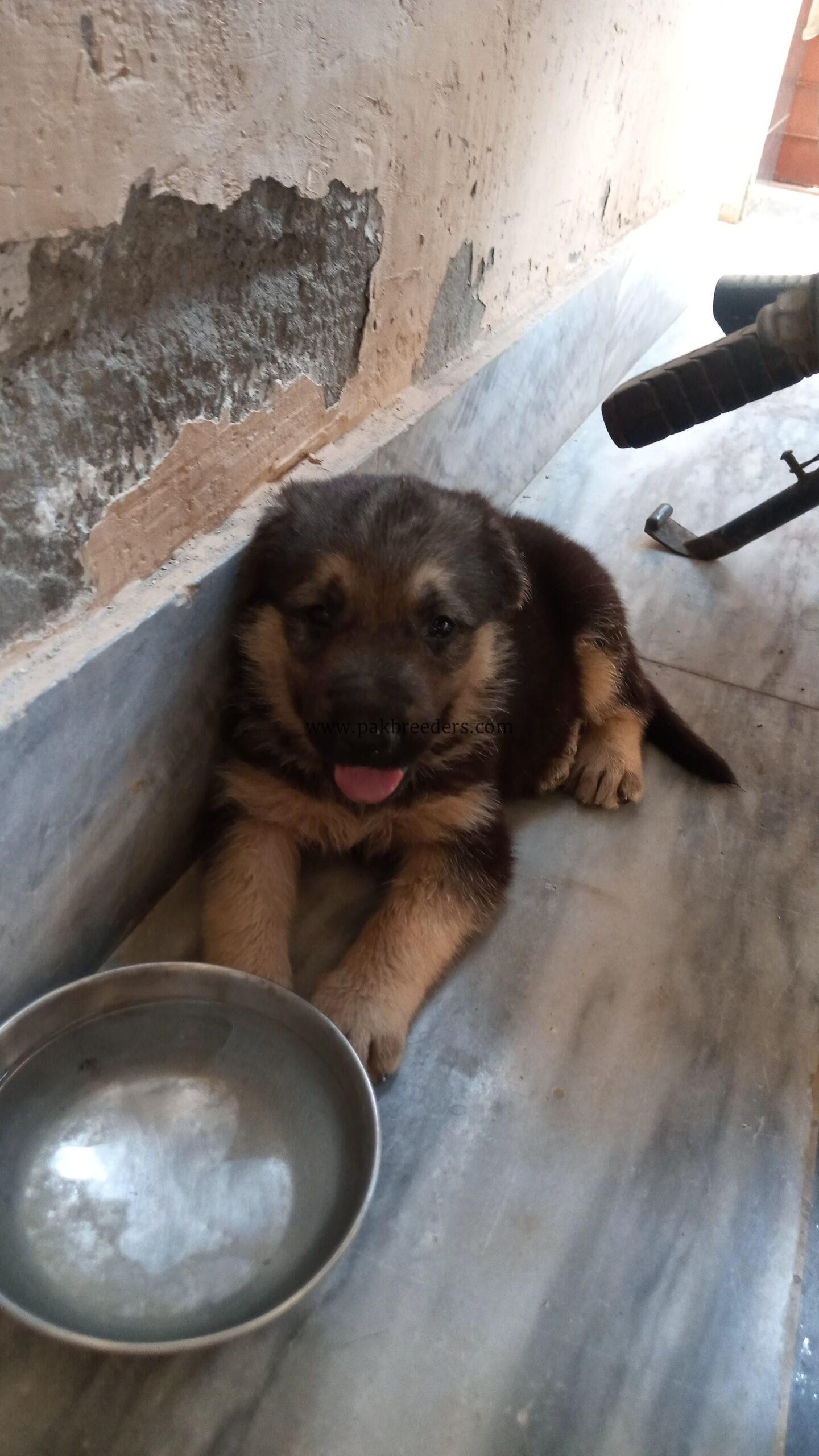 German Shepherd Mix Puppy for Sale – 70% GSD Cross Breed
