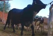 Pure Girolendo Bull