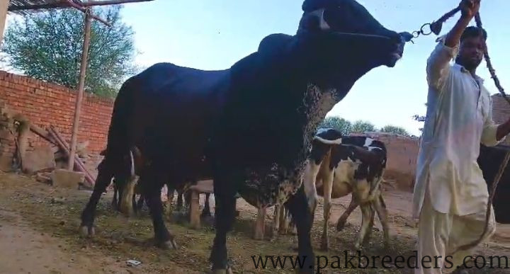 Pure Girolendo Bull