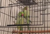 Breeder Ringneck Pair