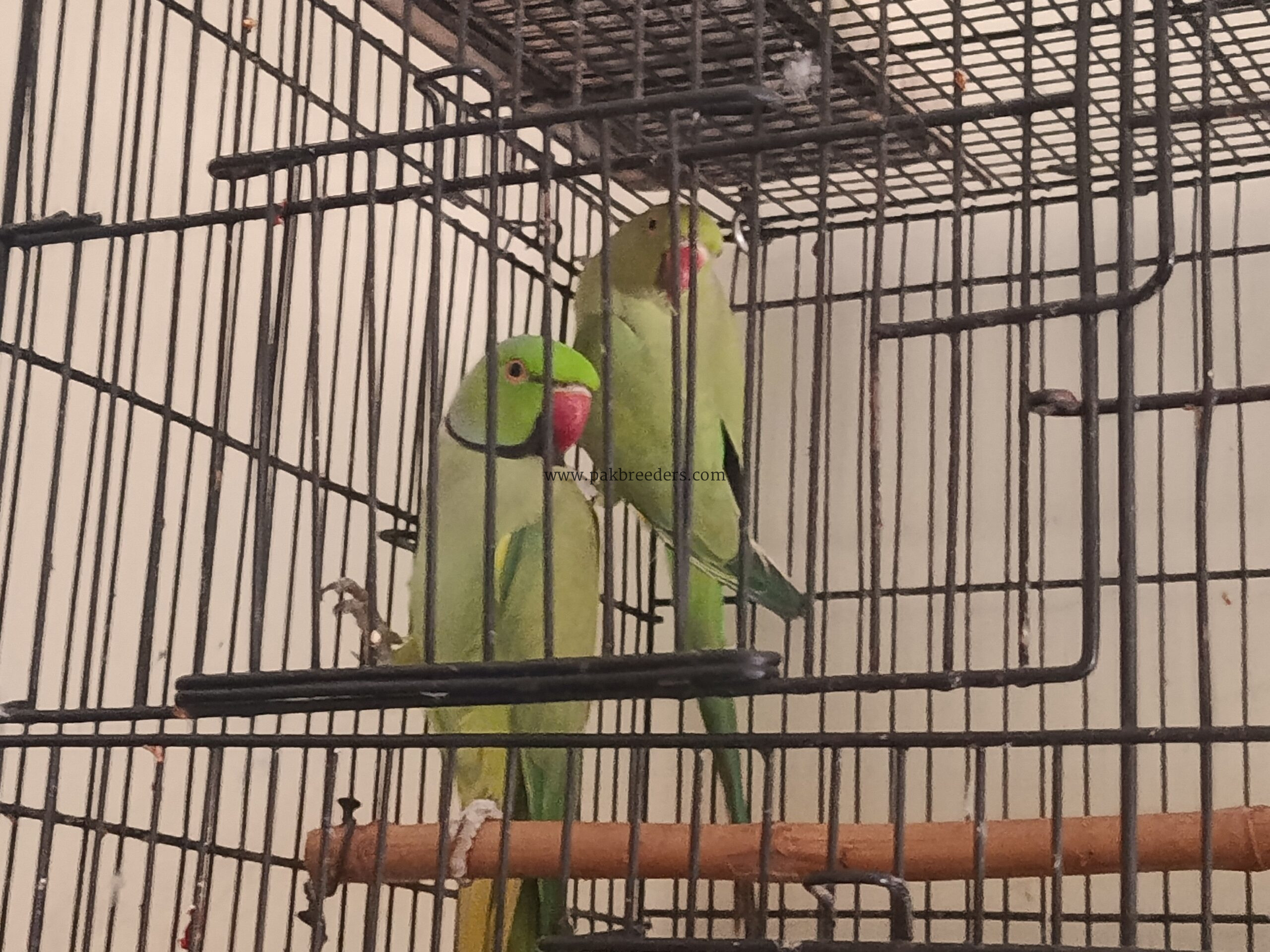 Breeder Ringneck Pair