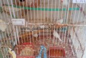 Zebra finches for sale
