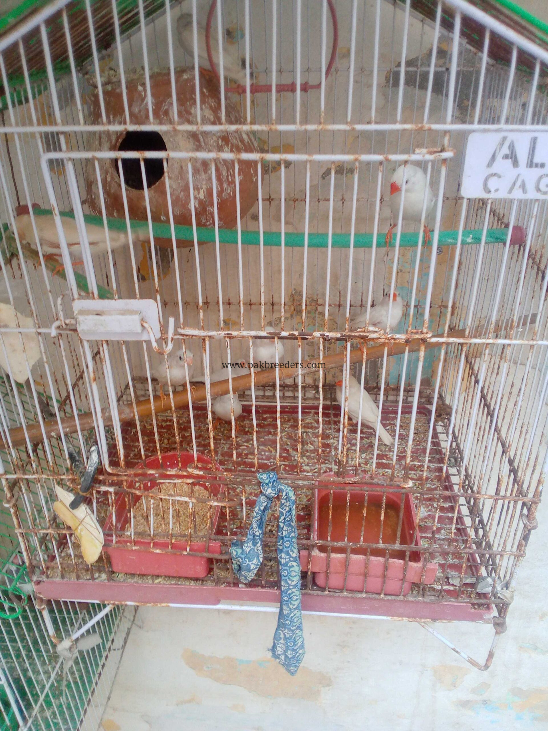 Zebra finches for sale