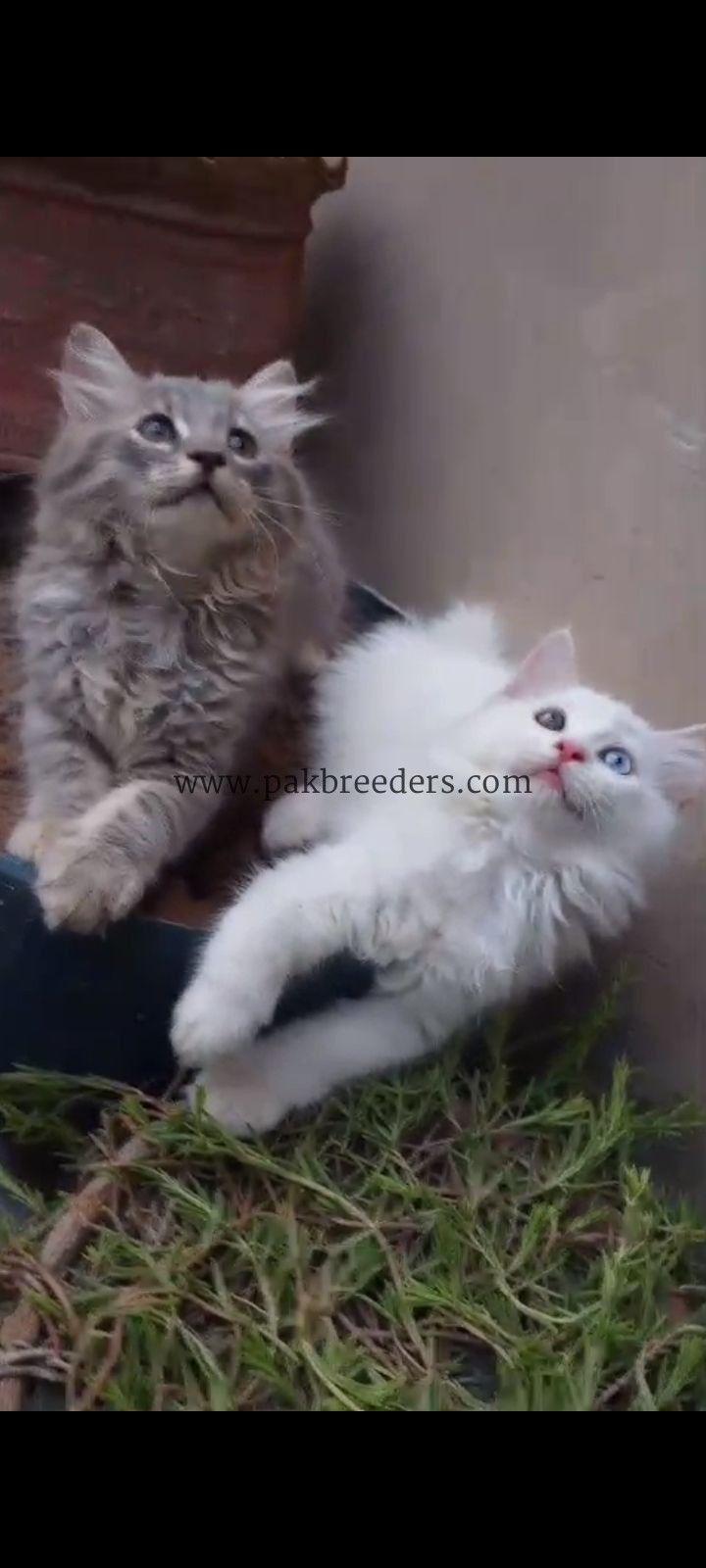 Beautiful cats cute Healthy And Active