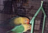 Love bird breeder