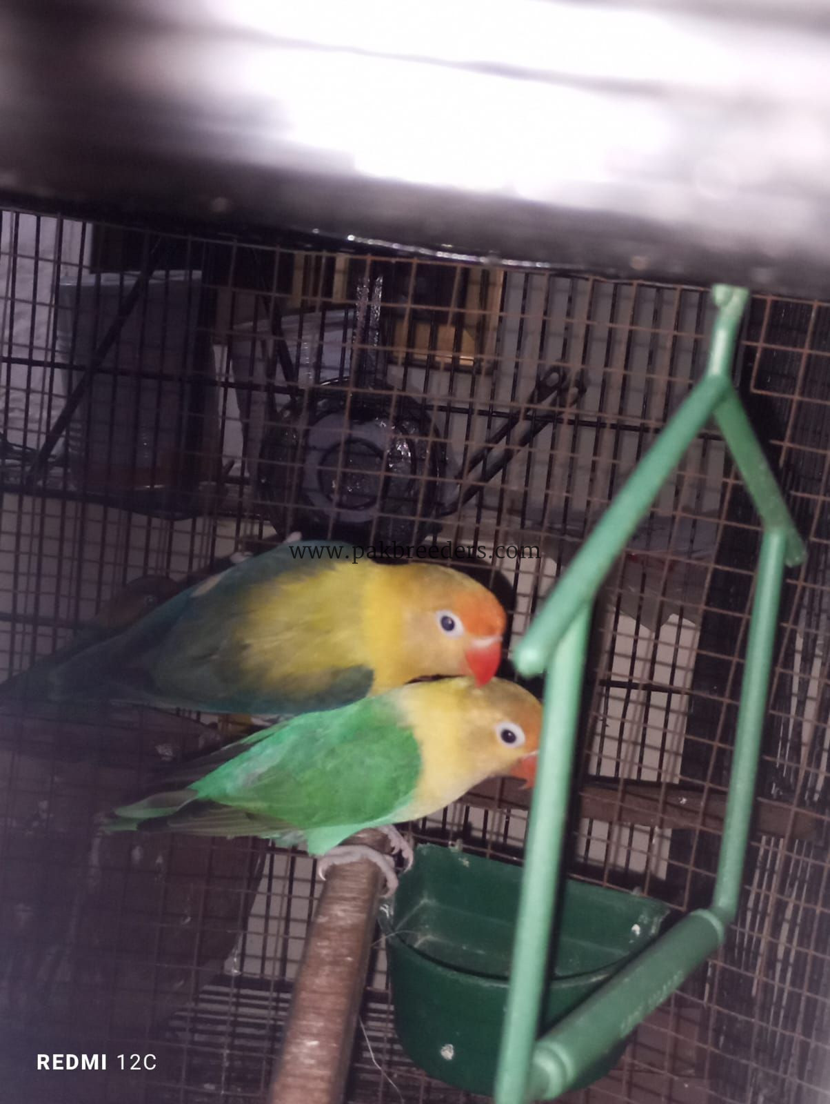 Love bird breeder