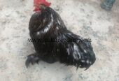 Black Buff Male