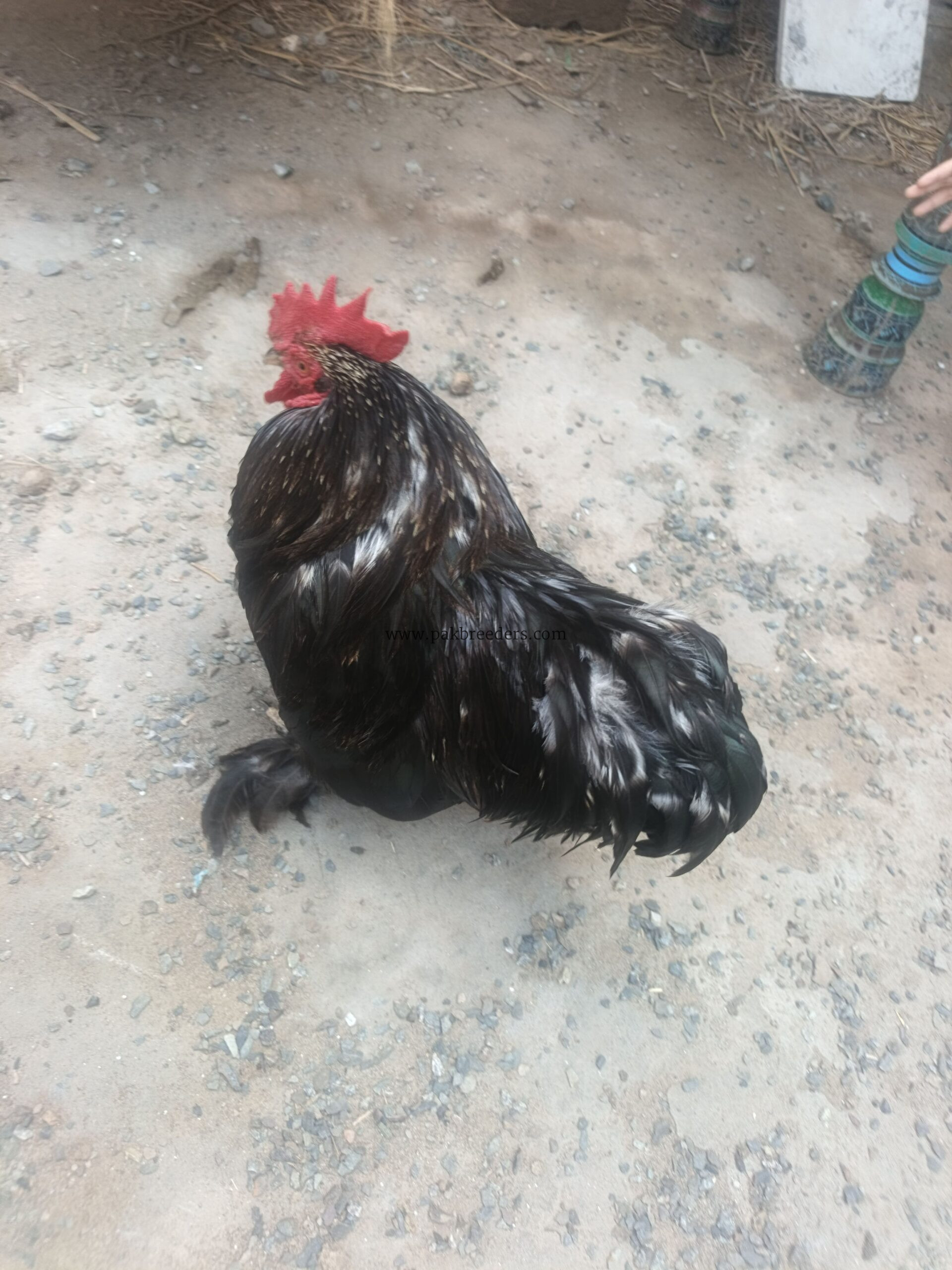 Black Buff Male