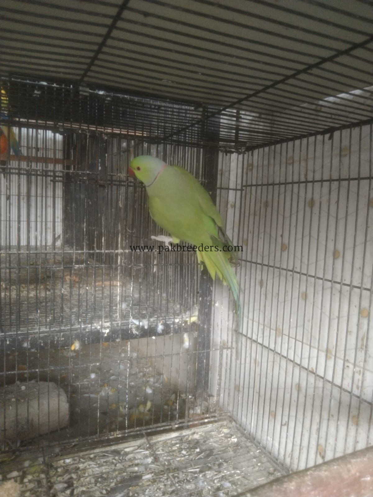 Ring nek fresh male