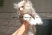 Kitten for sale triple coated urgently