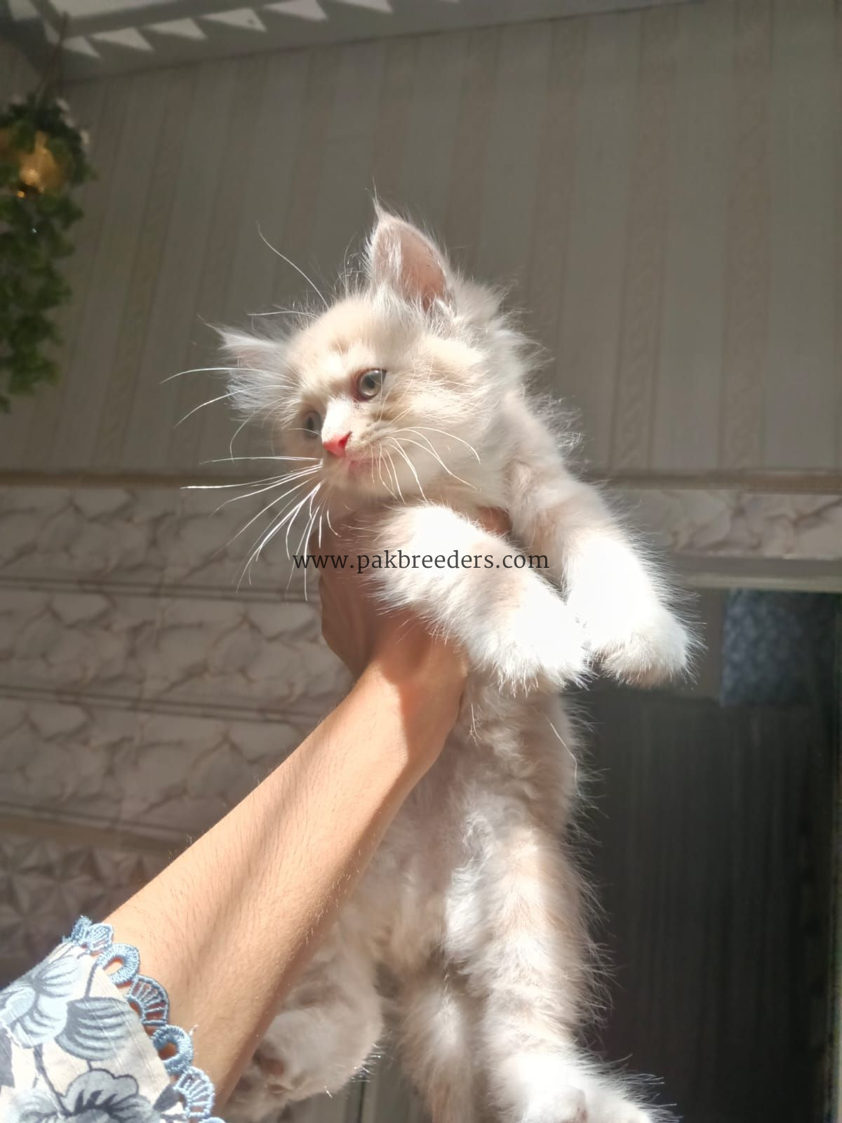 Kitten for sale triple coated urgently