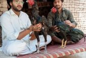 High quality aseel birds for sale