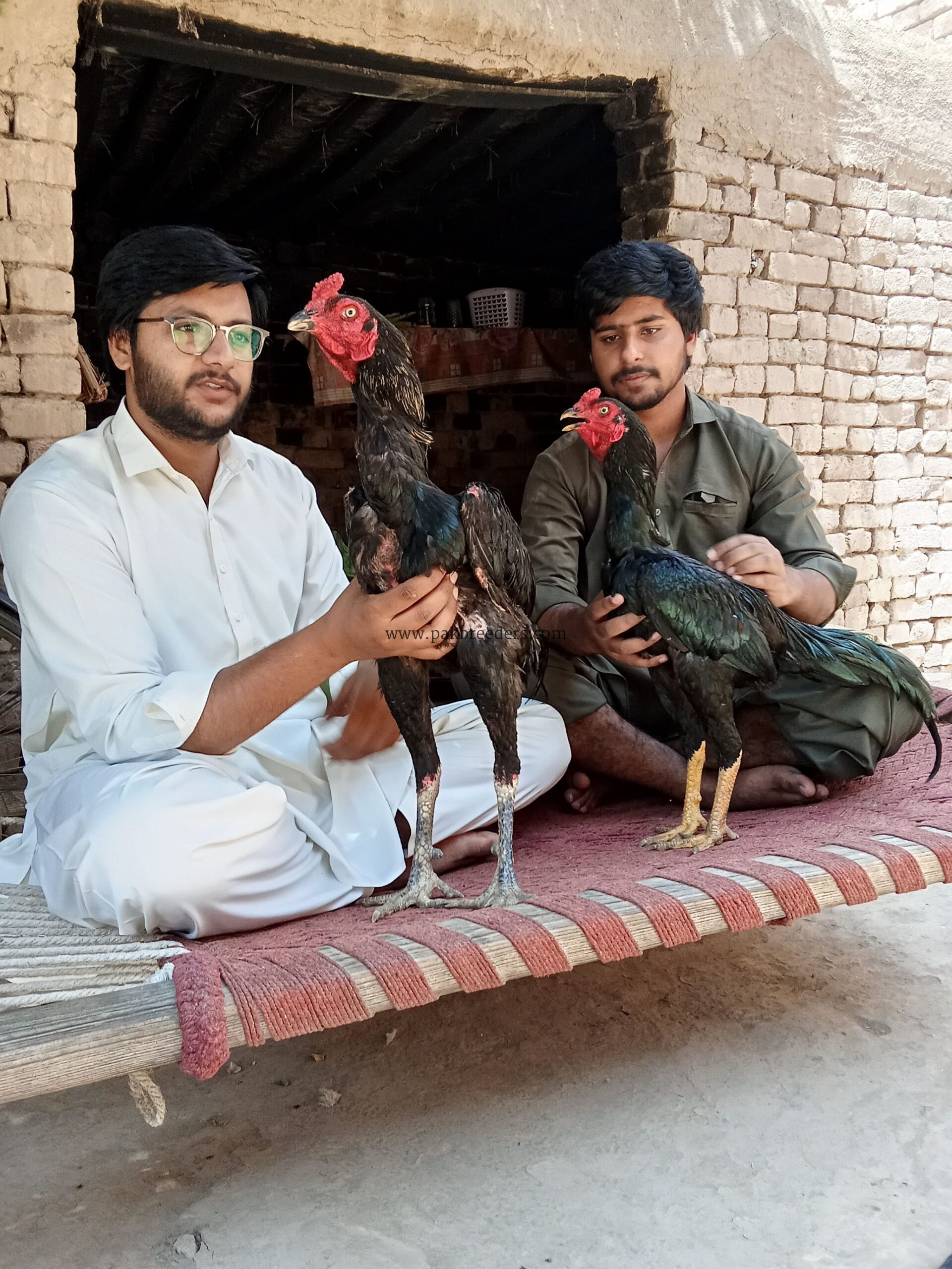 High quality aseel birds for sale
